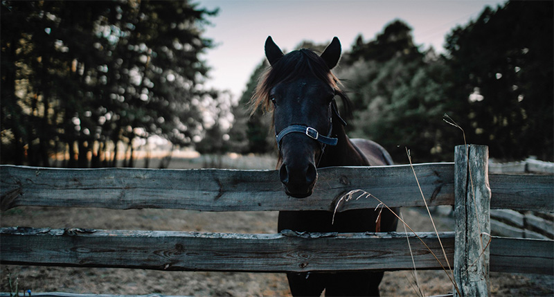 Traditional Wooden Fences