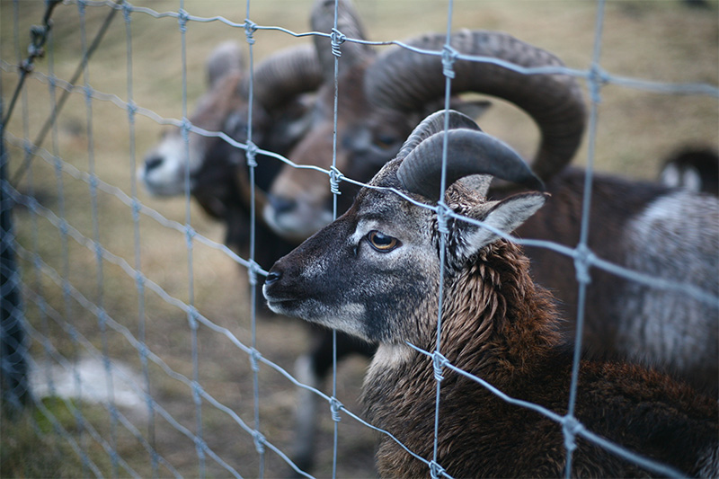 Wire Fence