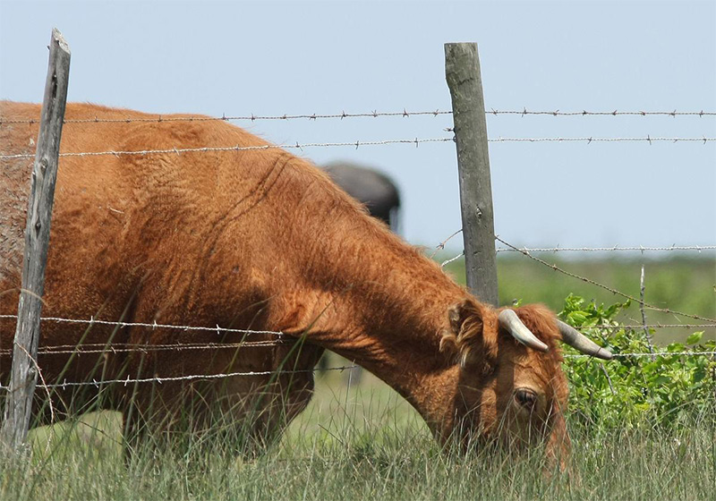 Traditional Barbed Wire Fences