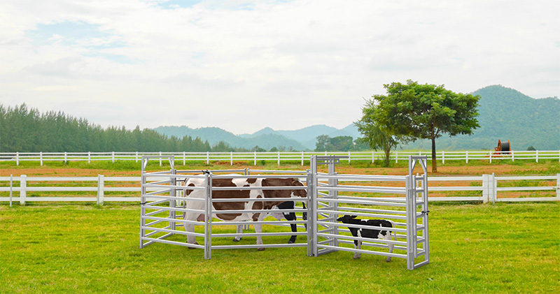 Cattle Panels