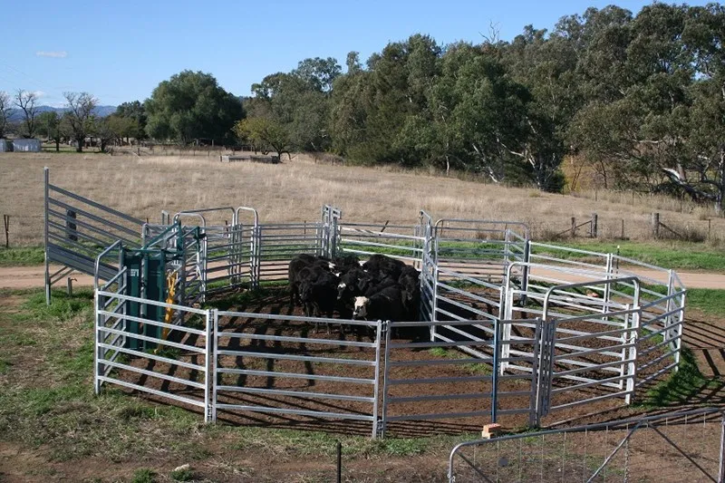 Cattle Panels