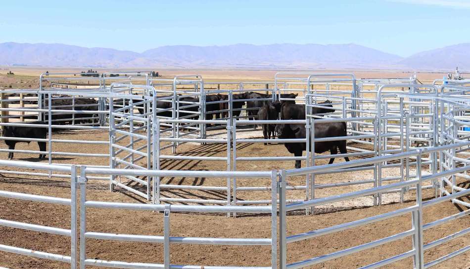 Cattle Yard Fence