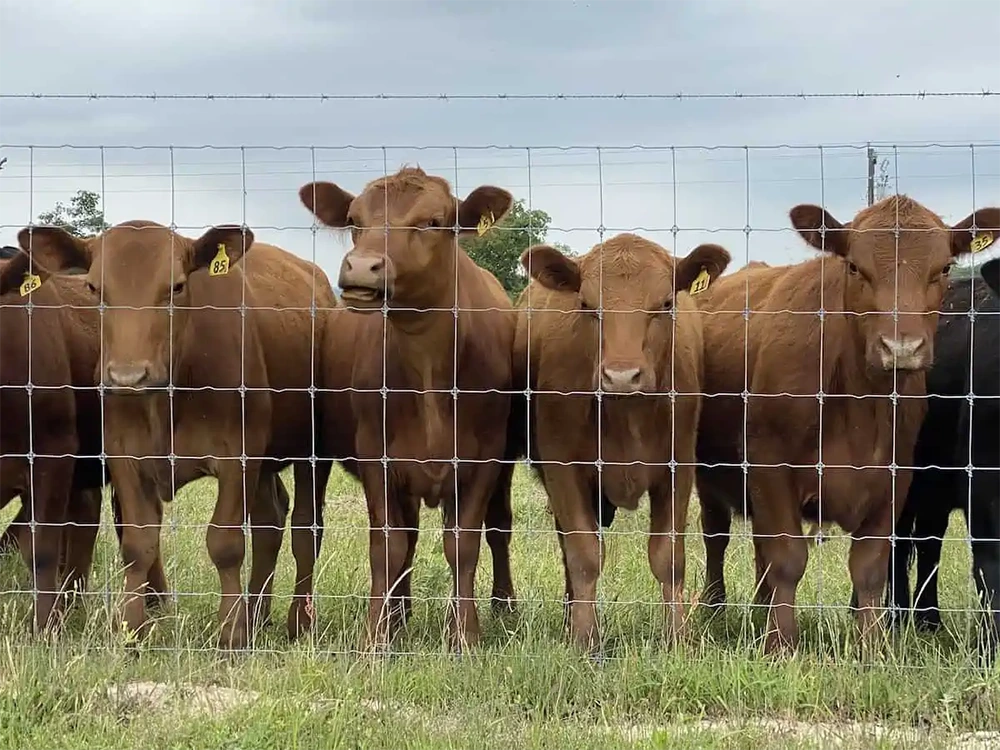 High-Tensile Fences